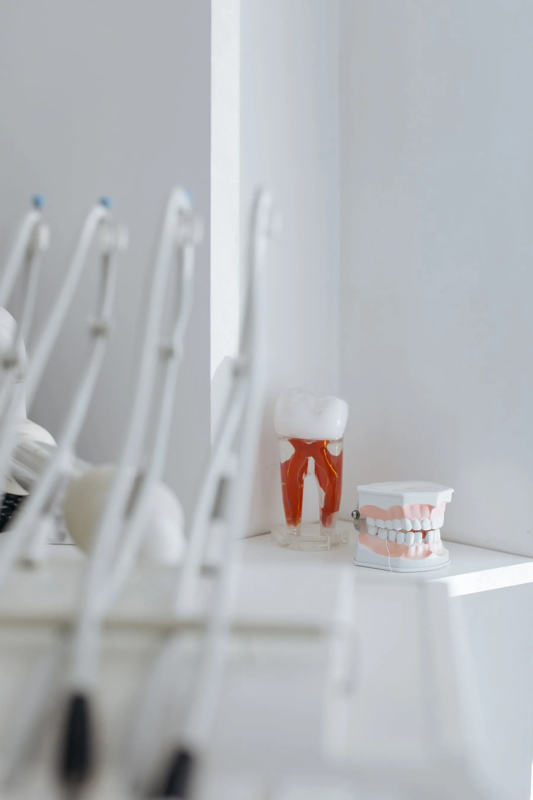 Modèle transparent d'une dent montrant sa partie interne, à côté d'un modèle de mâchoire.